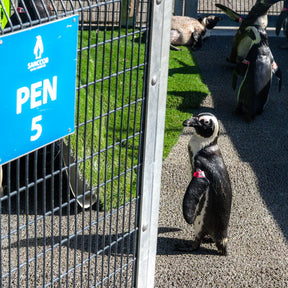 Active Crew Socks | Save the Penguins