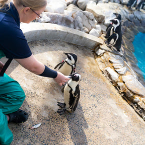 Active Crew Socks | Save the Penguins