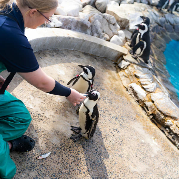 Active Crew Socks | Save the Penguins